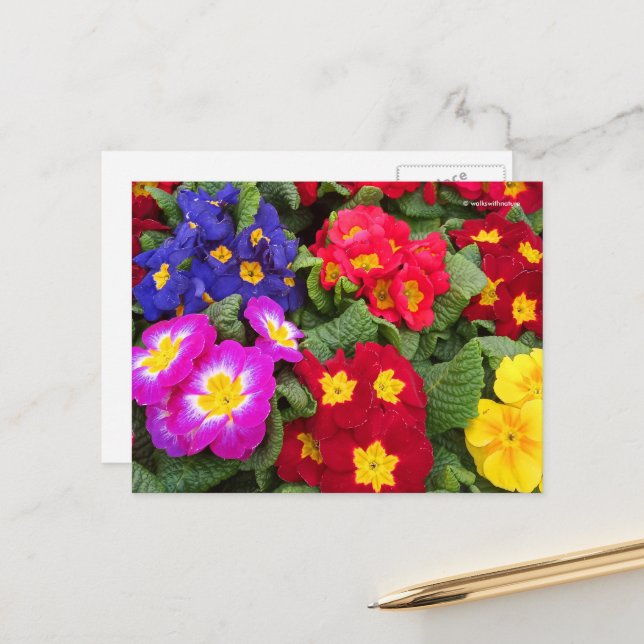 Colourful Springtime Floral Medley of Primulas Postcard (Front/Back In Situ)