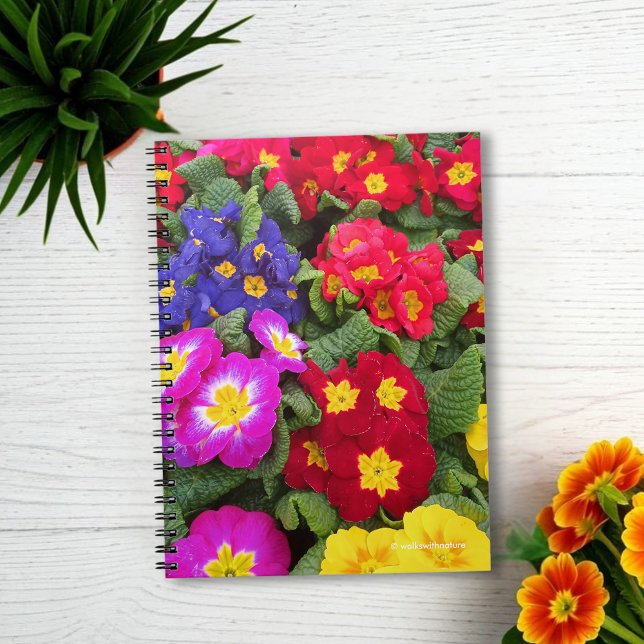 Colourful Springtime Medley of Primulas Notebook (Colorful Springtime Medley of Primulas Journal Cover Photo)