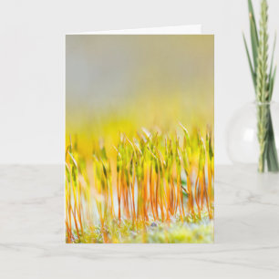 Colourful sprouts card