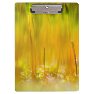 Colourful sprouts clipboard