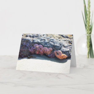 Colourful Starfish at Bob Creek, OR Card