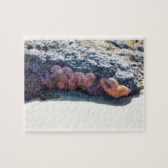 Colourful Starfish at Bob Creek, OR Jigsaw Puzzle (Horizontal)