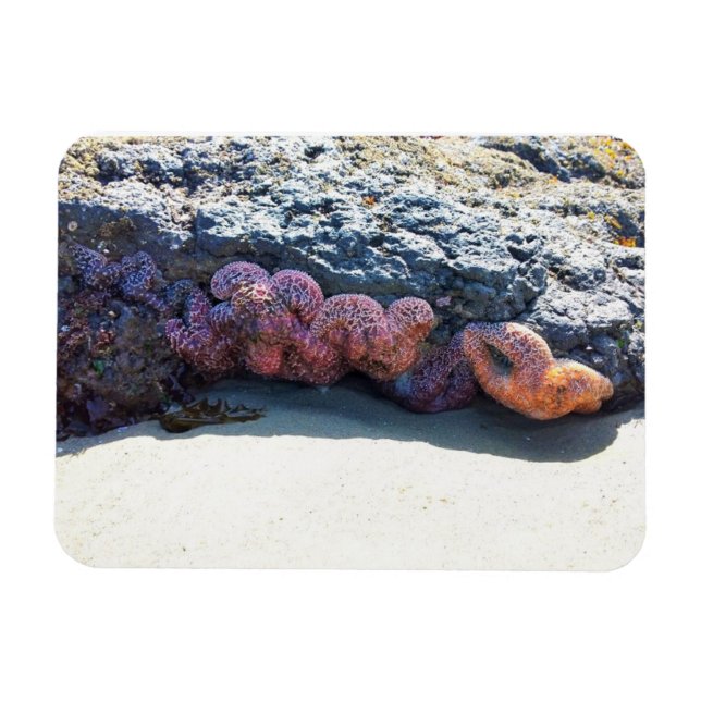 Colourful Starfish at Bob Creek, OR Magnet (Horizontal)