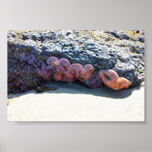 Colourful Starfish at Bob Creek, OR Poster