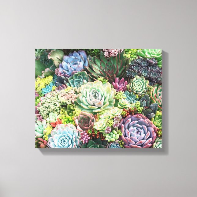 Colourful Succulent Garden Canvas Print (Front)