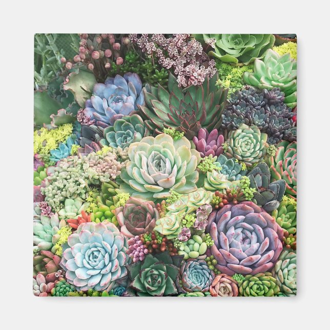 Colourful Succulent Garden Magnet (Front)