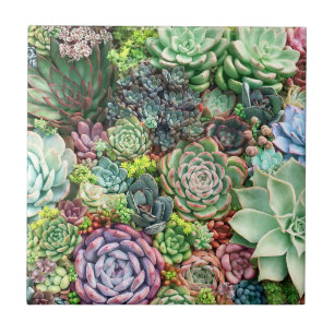 Colourful Succulent Garden Tile