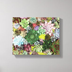 Colourful Succulents Canvas Print