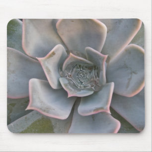 Colourful Succulents Mousepad #1