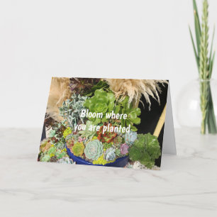 Colourful Succulents with Silver Grass Card