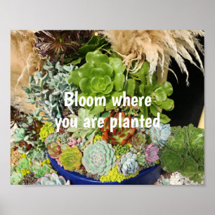 Colourful Succulents with Silver Grass Poster