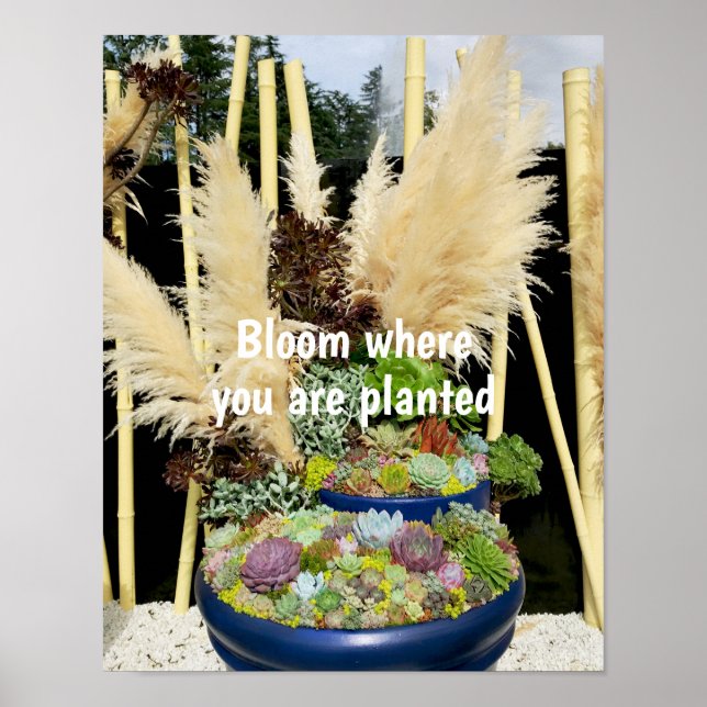 Colourful Succulents with Silver Grass Poster (Front)