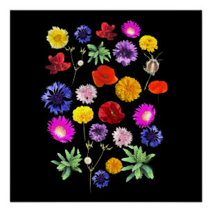 colourful summer flowers on black background poster