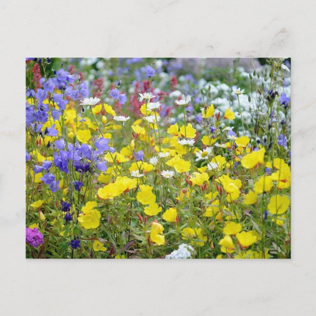 Colourful Summer Wildflowers Postcard (Front)