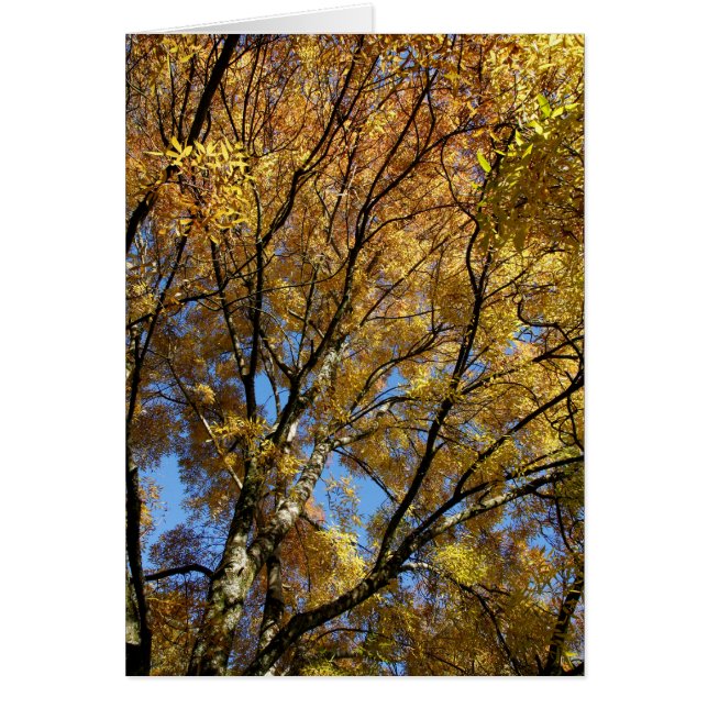 Colourful trees in autumn (Front)