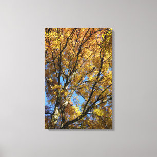 Colourful trees in autumn canvas print