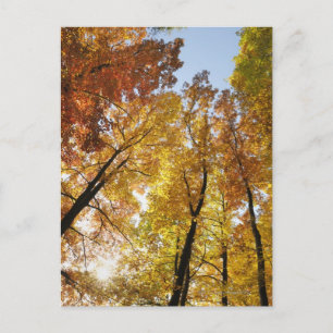 Colourful Trees Postcard
