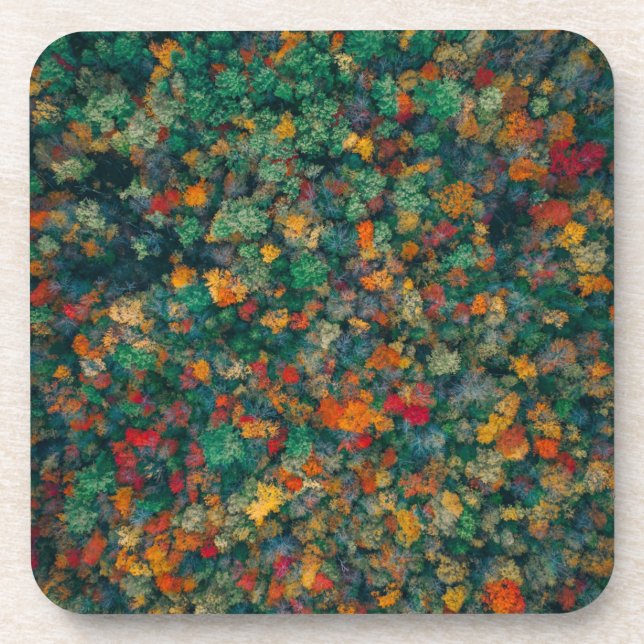 Colourful Treetops Coaster (Front)