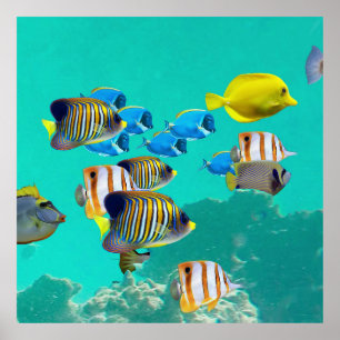 Colourful Tropical Fish Cruising A Coral Reef Poster