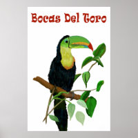 Colourful & Tropical Panamas Toucan Poster.