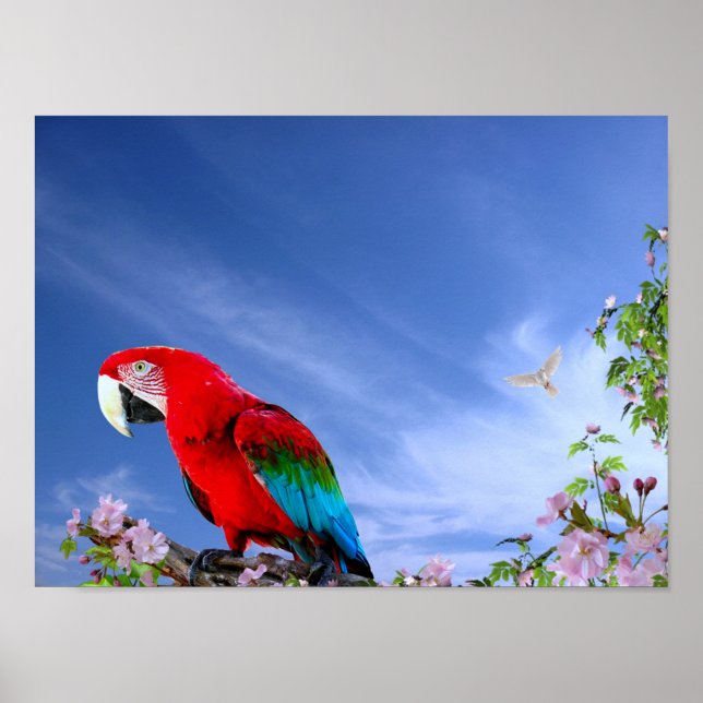 Colourful Tropical Parrot Poster (Front)