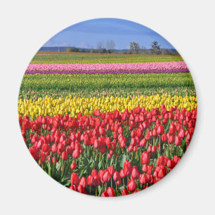 Colourful tulip field magnet