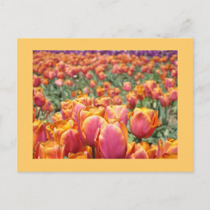 Colourful Tulip Flower postcards Tulips custom