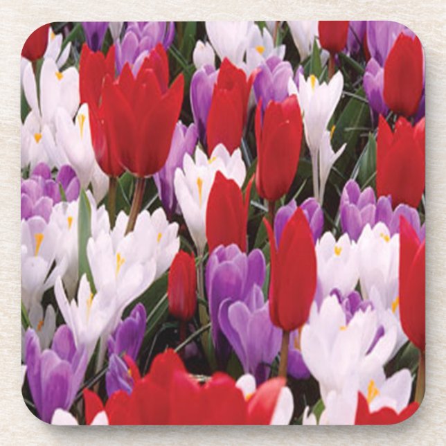Colourful Tulip Flowers Coasters (Front)