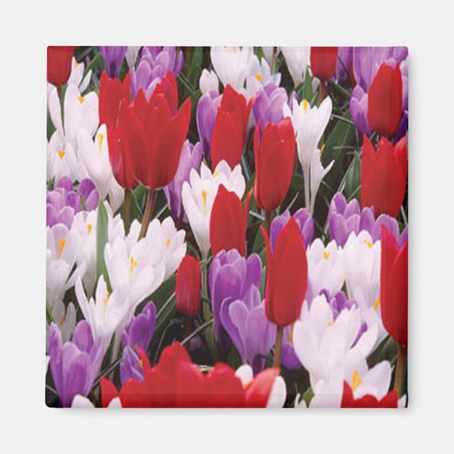 Colourful Tulip Flowers Magnet (Front)