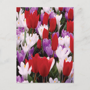 Colourful Tulip Flowers Postcard
