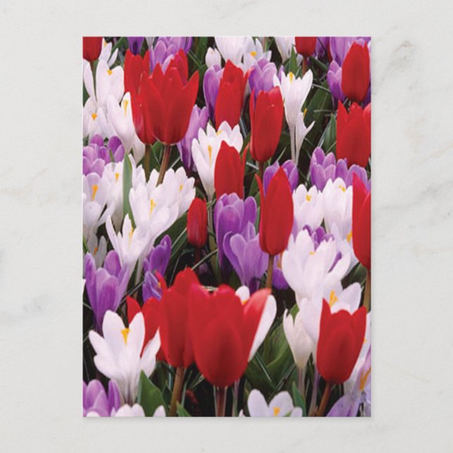 Colourful Tulip Flowers Postcard (Front)