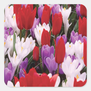Colourful Tulip Flowers Stickers