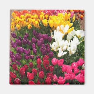 Colourful Tulip Garden Bed, Oregon Magnet