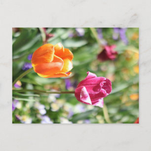 Colourful Tulips Botanical Postcard