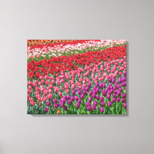 Colourful tulips canvas print
