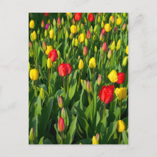 Colourful Tulips II Postcard