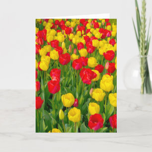 Colourful Tulips III - Vertical Card
