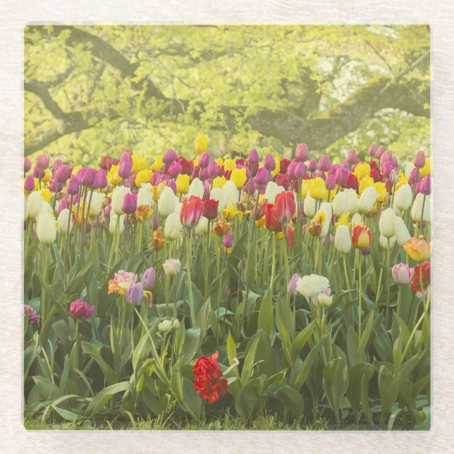 Colourful tulips in a park  glass coaster (Front)