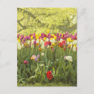 Colourful tulips in a park postcard