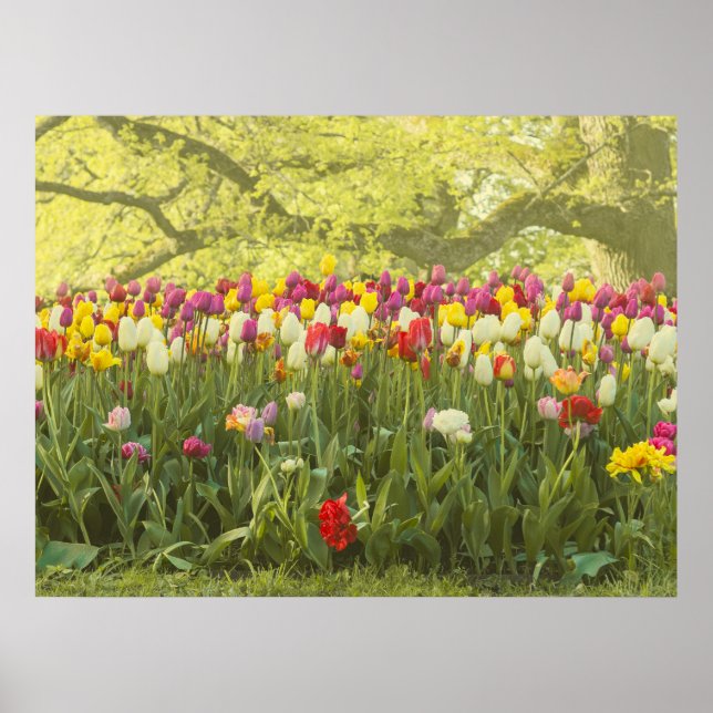 Colourful tulips in a park poster (Front)