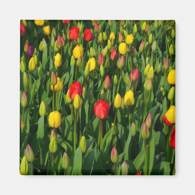 Colourful Tulips Magnet (Front)