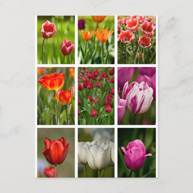 Colourful Tulips Postcard (Front)