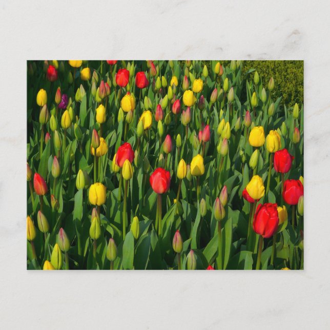 Colourful Tulips Postcard (Front)