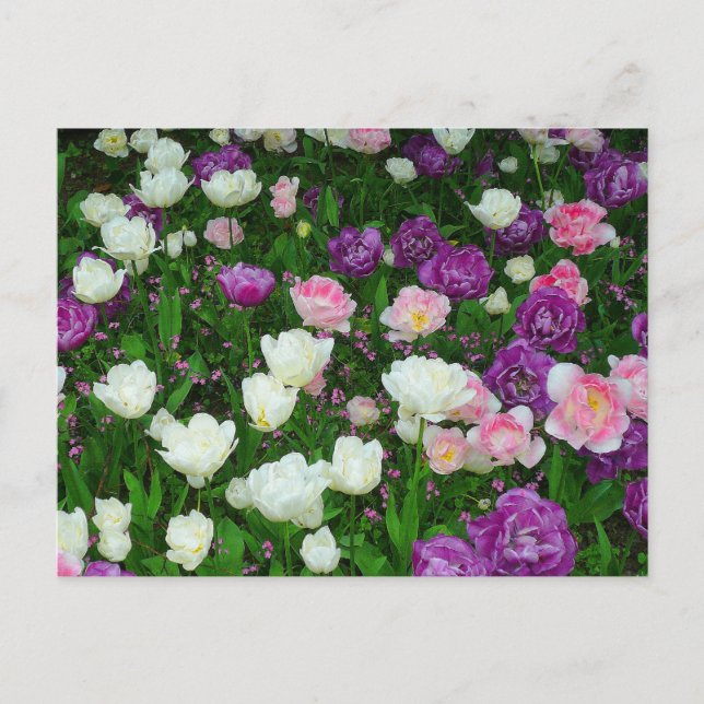 Colourful Tulips Postcard (Front)