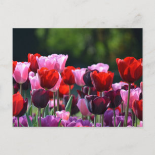 Colourful Tulips Postcard