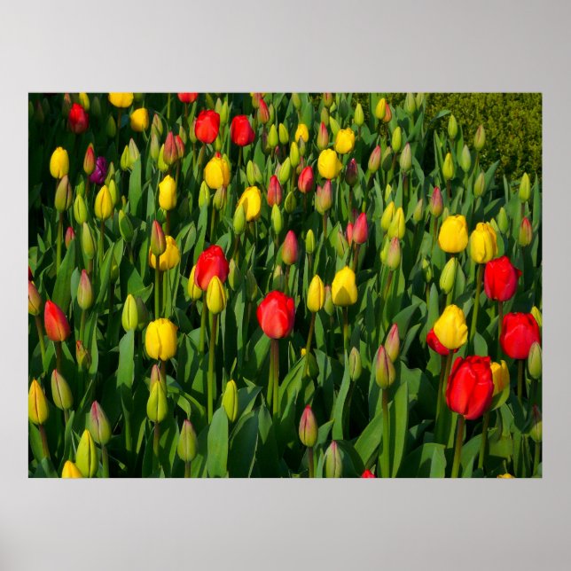Colourful Tulips Poster (Front)