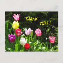 Colourful Tulips Thank You Postcard