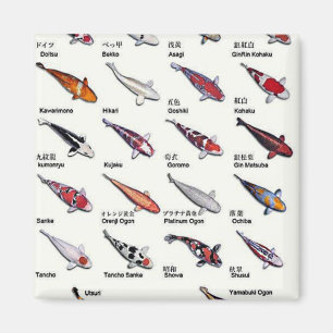 Colourful Varieties of Koi Fish Nishikigoi Drawing Magnet