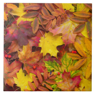 Colourful Vibrant Autumn Leaves Nature Photography Tile