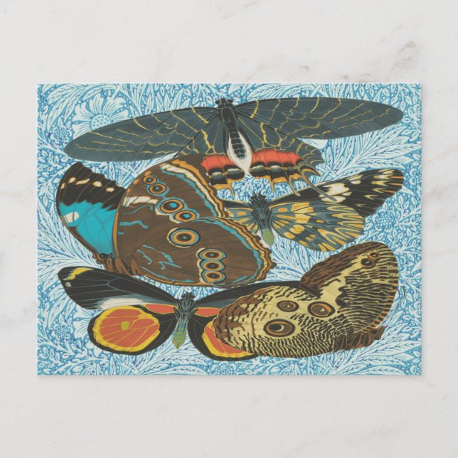 Colourful Vintage Butterfly Botanical Art Postcard (Front)